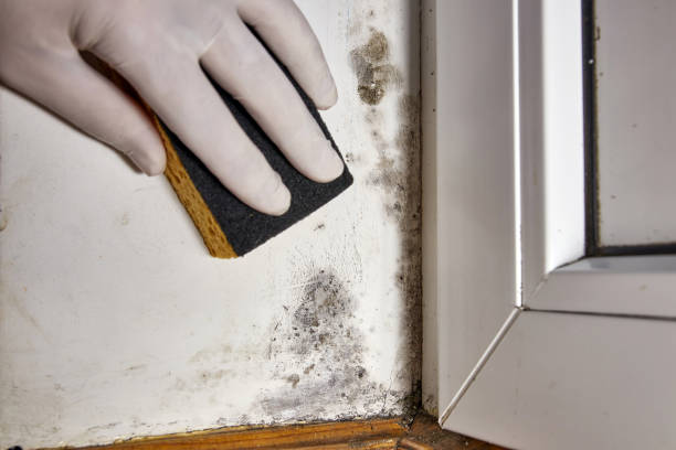 Best Mold Prevention Services  in Waverly, NE